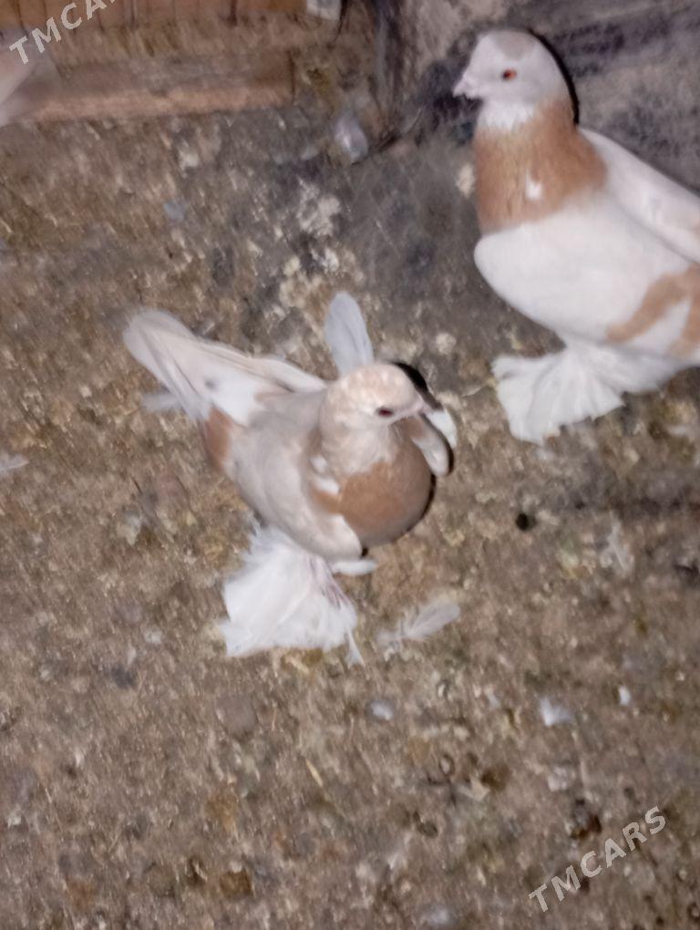 kepderi - Aşgabat - img 6