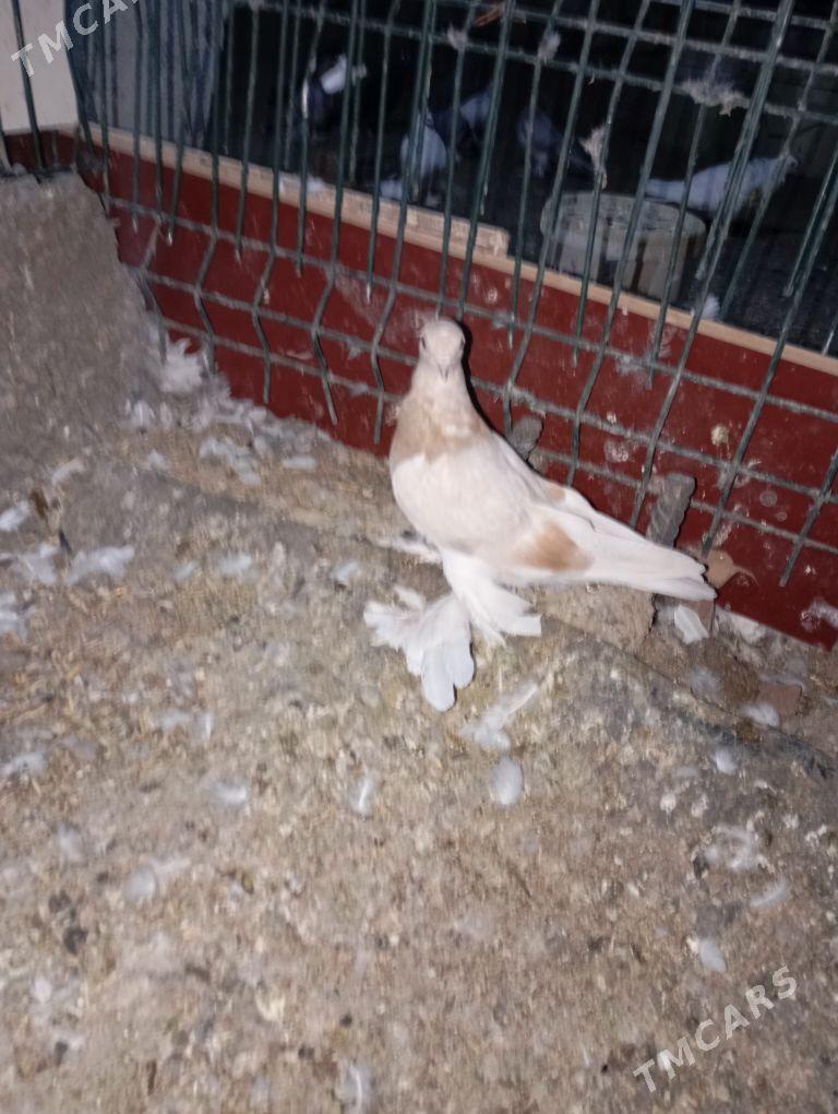 kepderi - Aşgabat - img 5