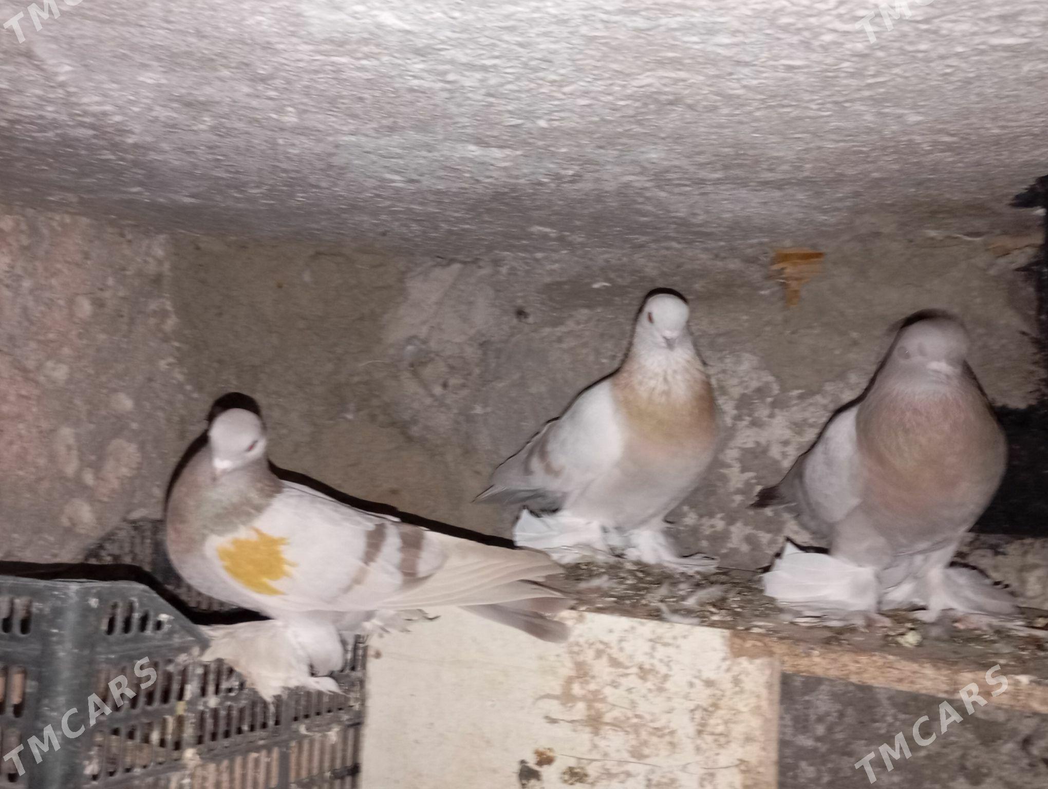 kepderi - Aşgabat - img 4