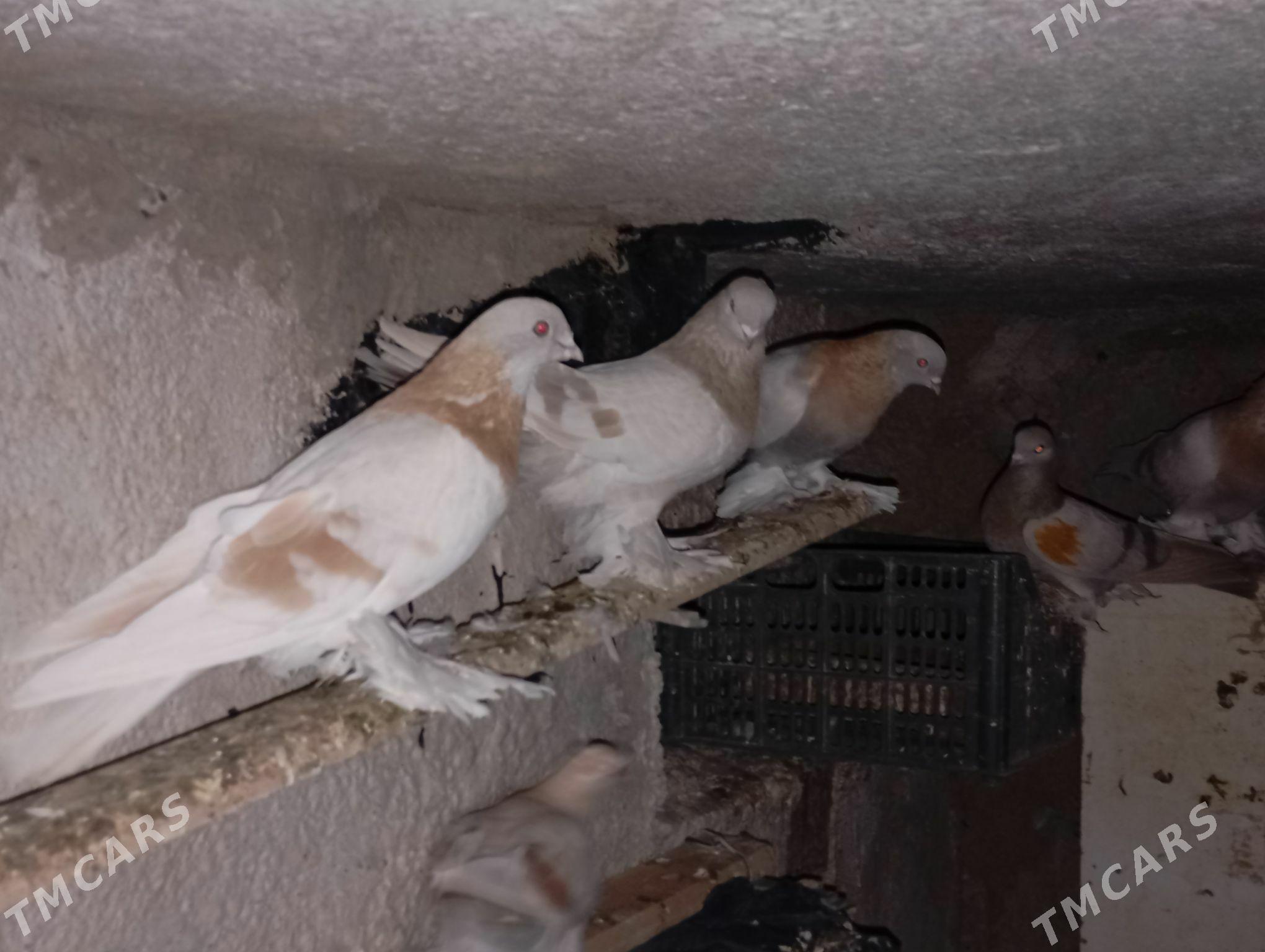 kepderi - Aşgabat - img 3