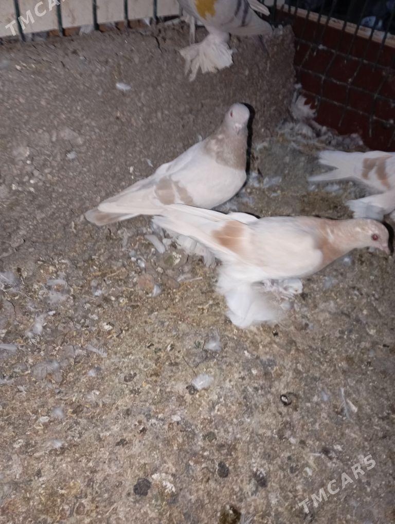 kepderi - Aşgabat - img 7