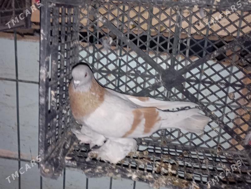 kepderi - Aşgabat - img 2