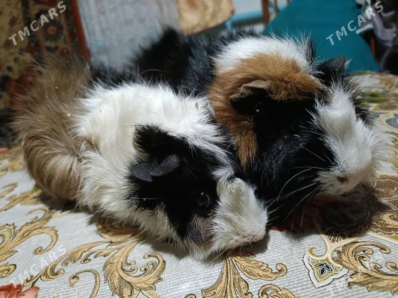 морские свинки ручные - Ёлётен - img 4