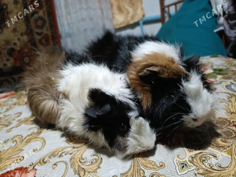 морские свинки ручные - Ёлётен - img 2