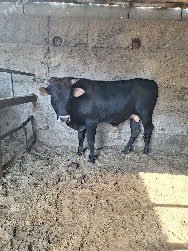 Okuz - Büzmeýin - img 2