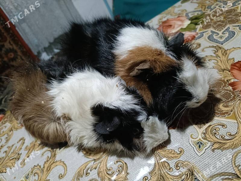 морские свинки ручные - Ёлётен - img 3