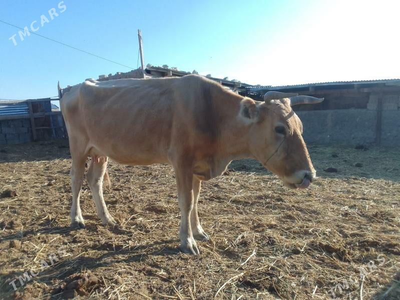 Sygyr - Gyzylarbat - img 2