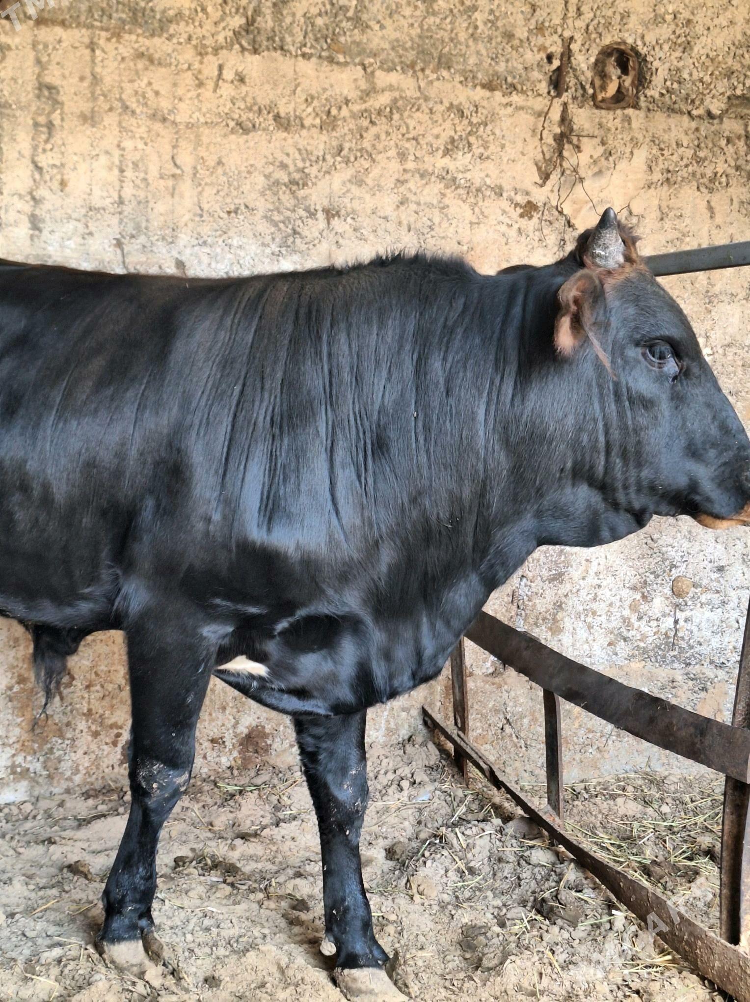 Okuz - Büzmeýin - img 4