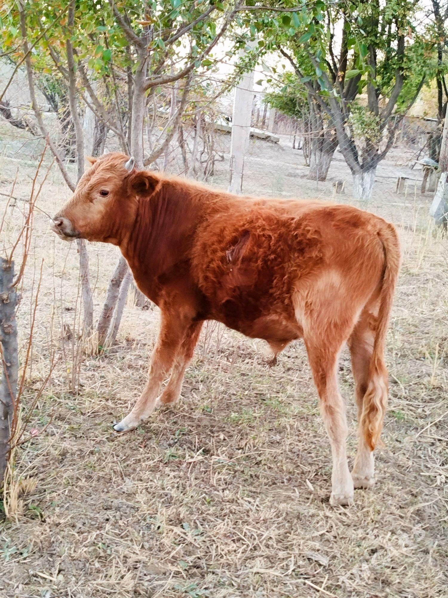 öküz - Берекет - img 2