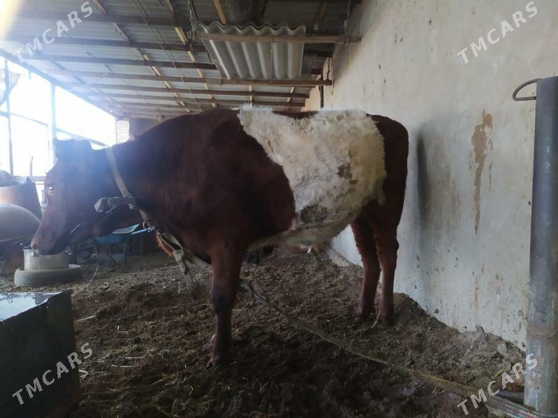 Göle  Okuz Öküz - Мары - img 2