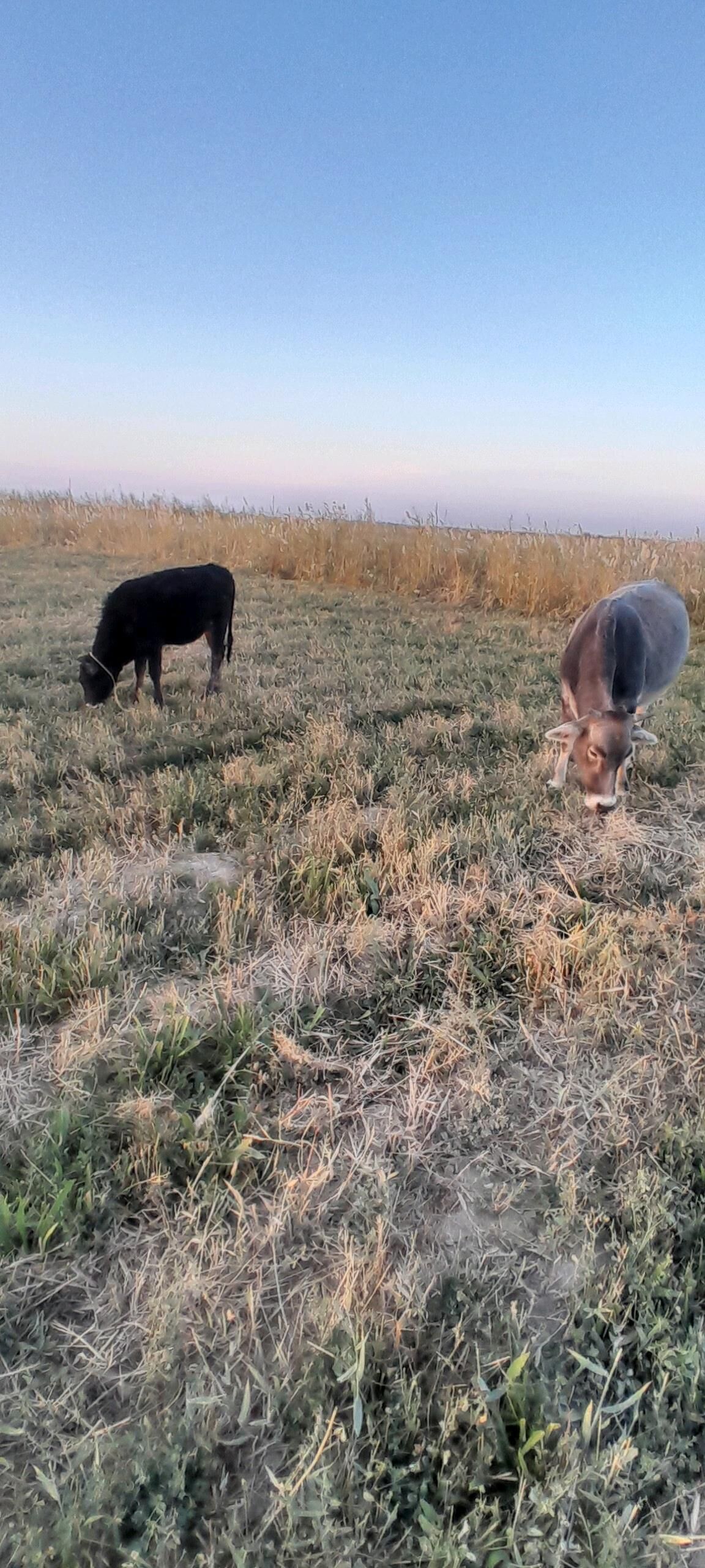 Tüwe - Ýaşlyk - img 10