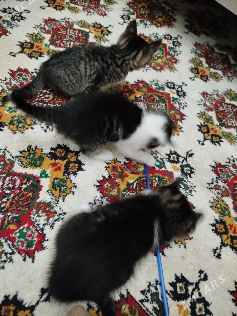 pisikler - Дашогуз - img 4