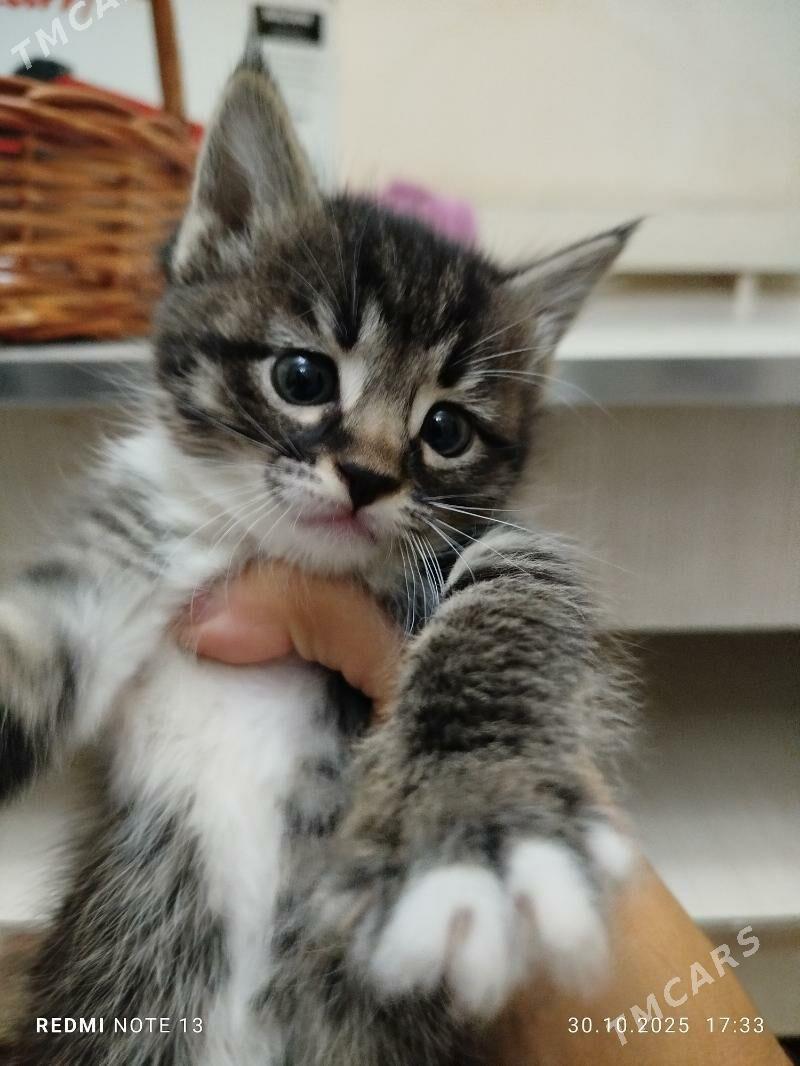 pisikler - Дашогуз - img 2