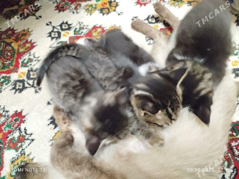 pisikler - Дашогуз - img 3