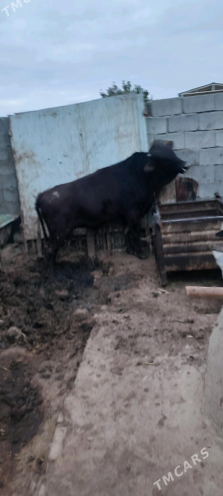 öküz - Бузмеин - img 2