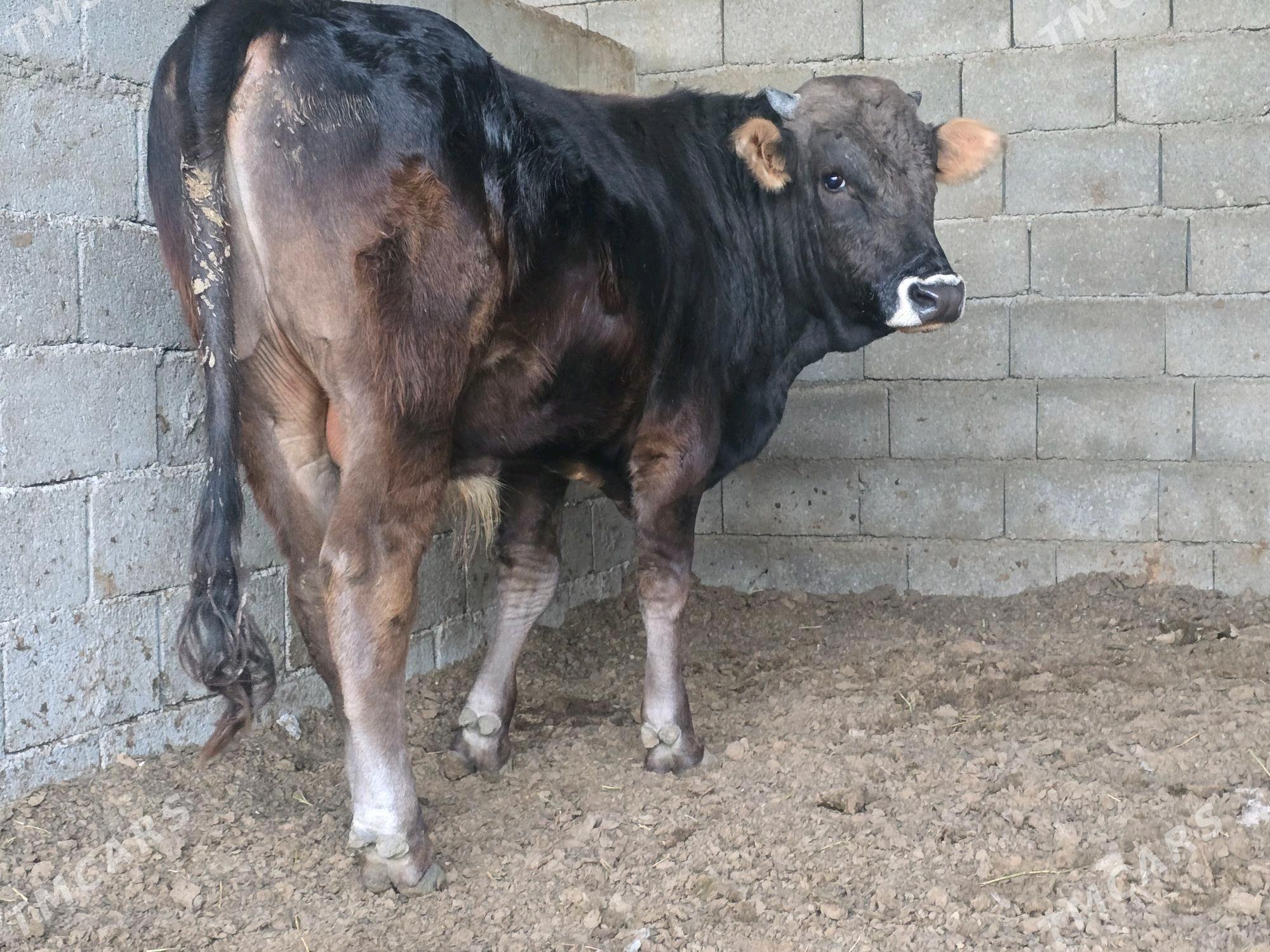 Okuz - Aşgabat - img 5