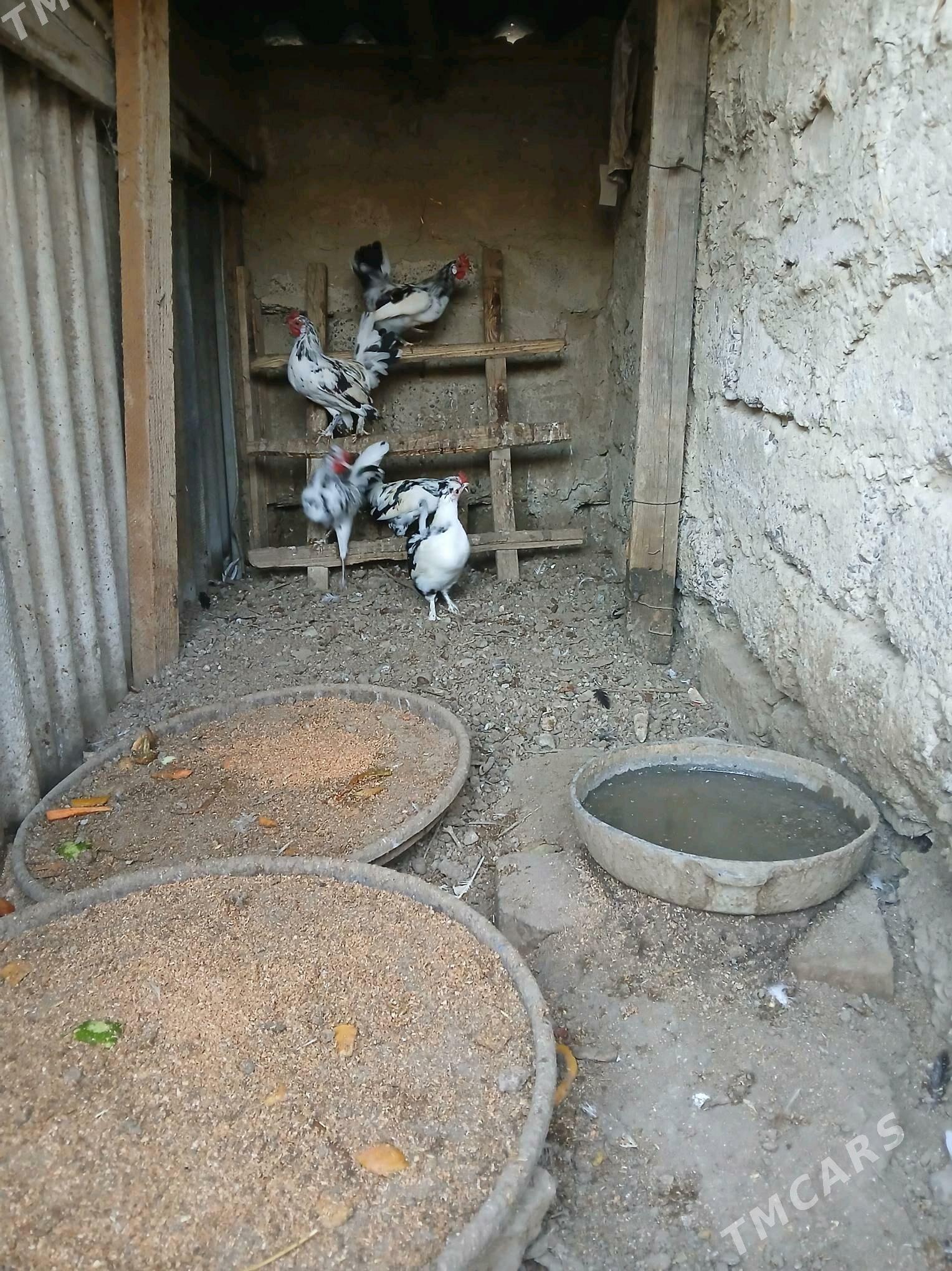 karlik - Гёкдепе - img 2