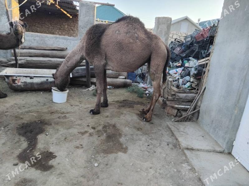 düÿe - Джебел - img 2