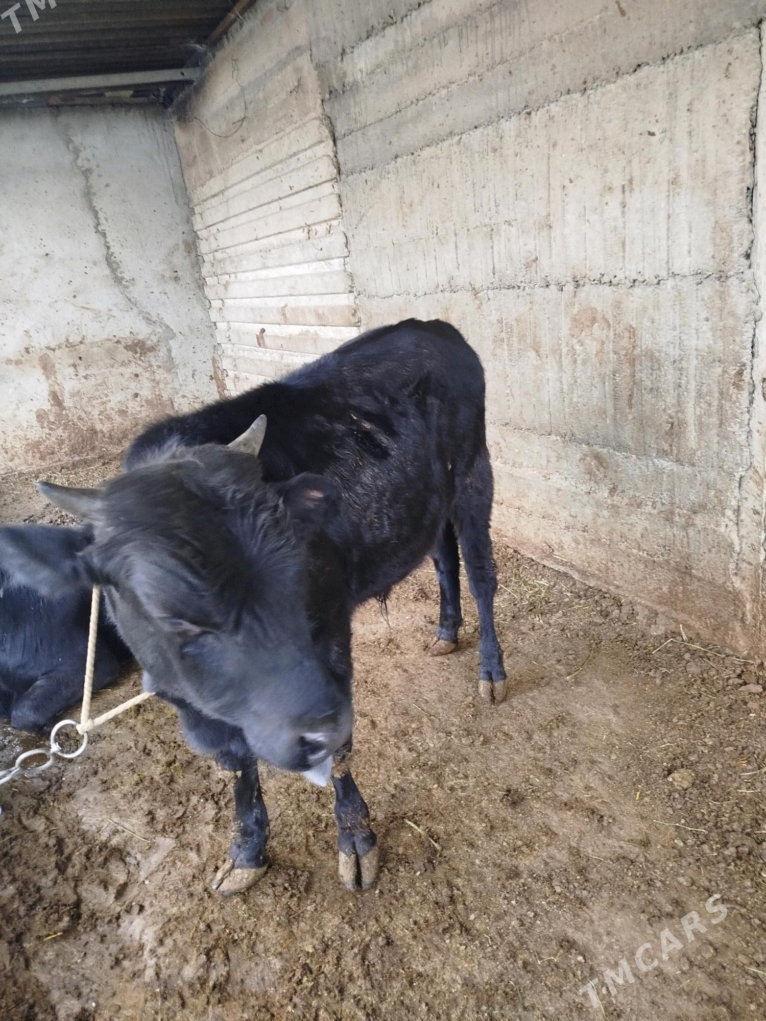 okuz - Гёкдже - img 2