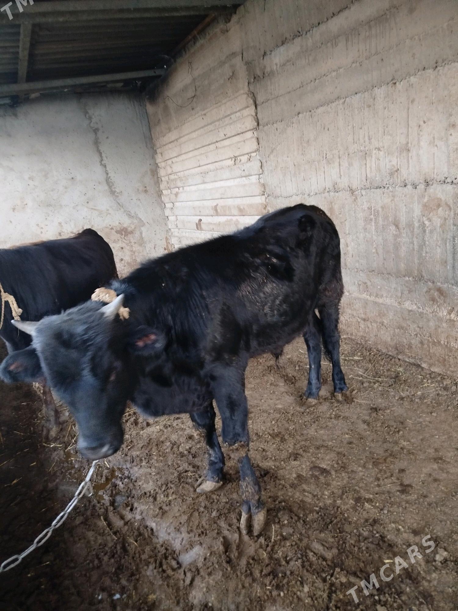 okuz - Гёкдже - img 1