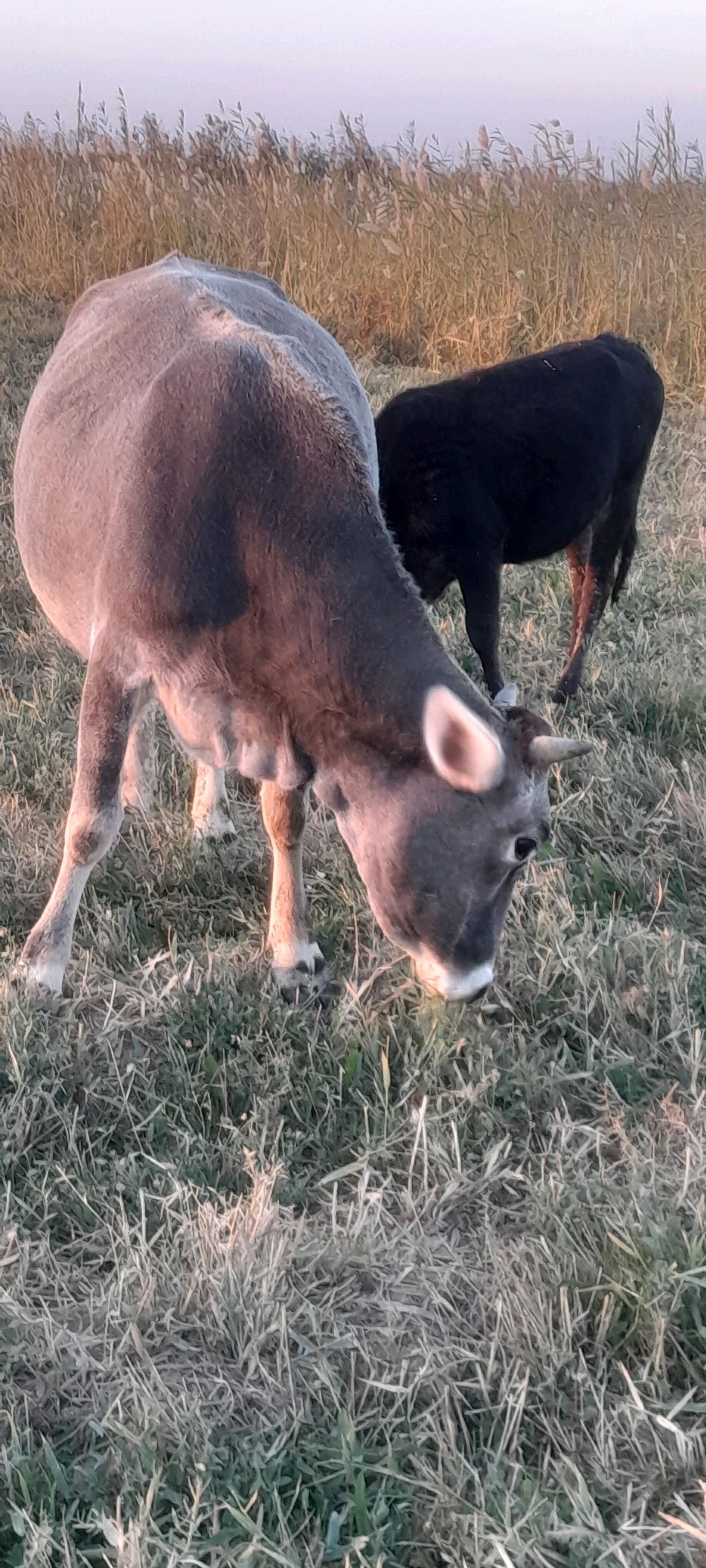 Tüwe - Ýaşlyk - img 9