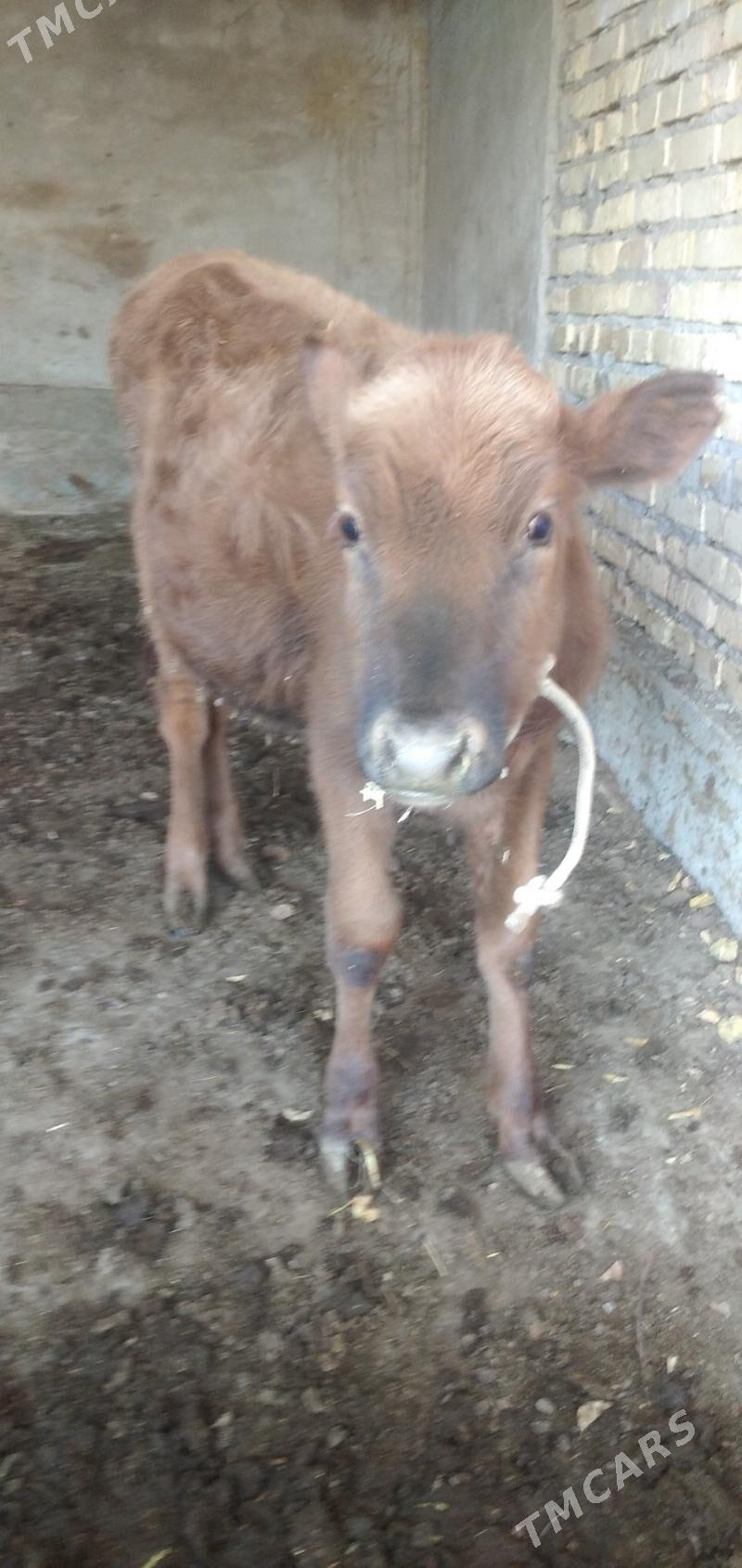 Öküzçe - Çärjew - img 1