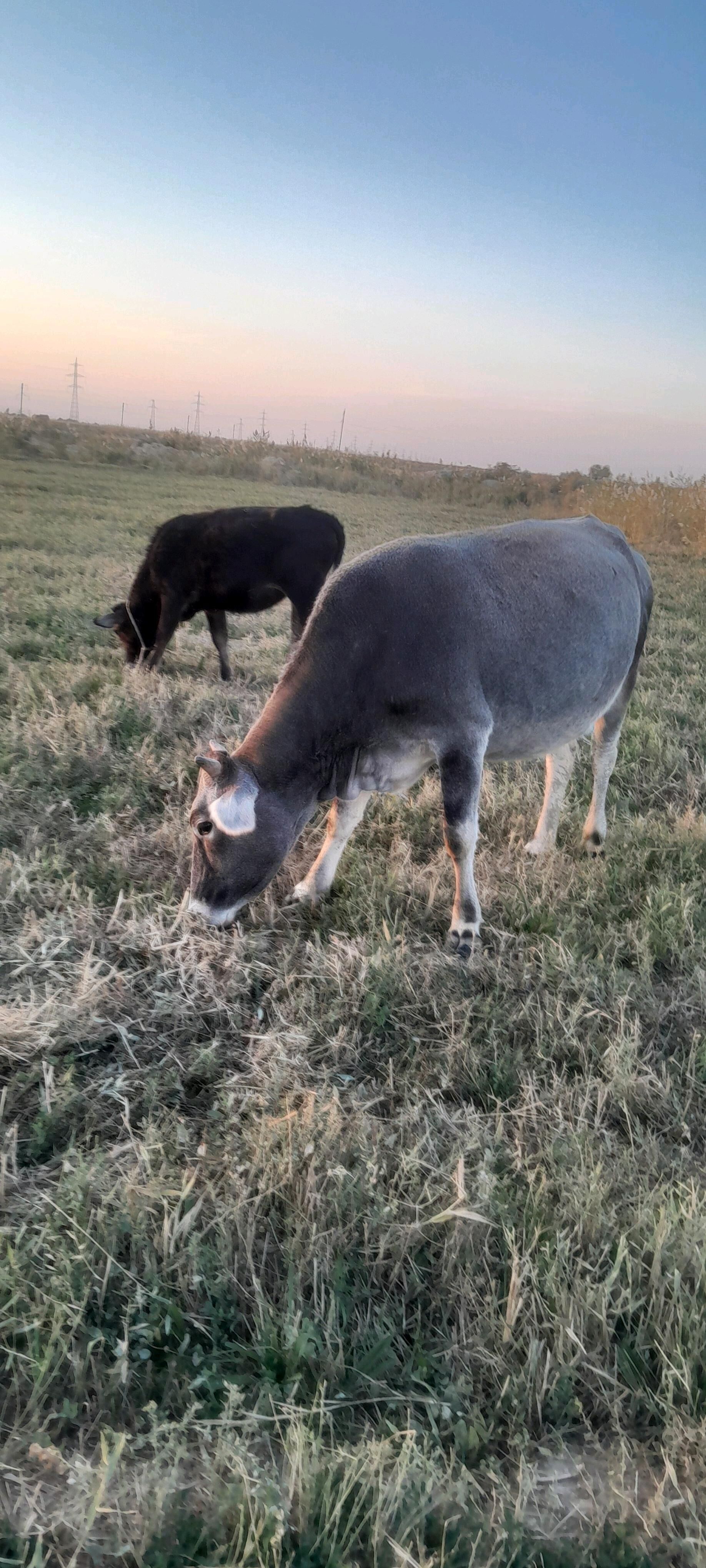 Tüwe - Ýaşlyk - img 7