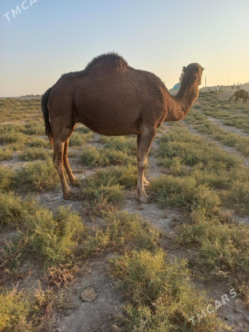 Ет мал - Байрамали - img 3