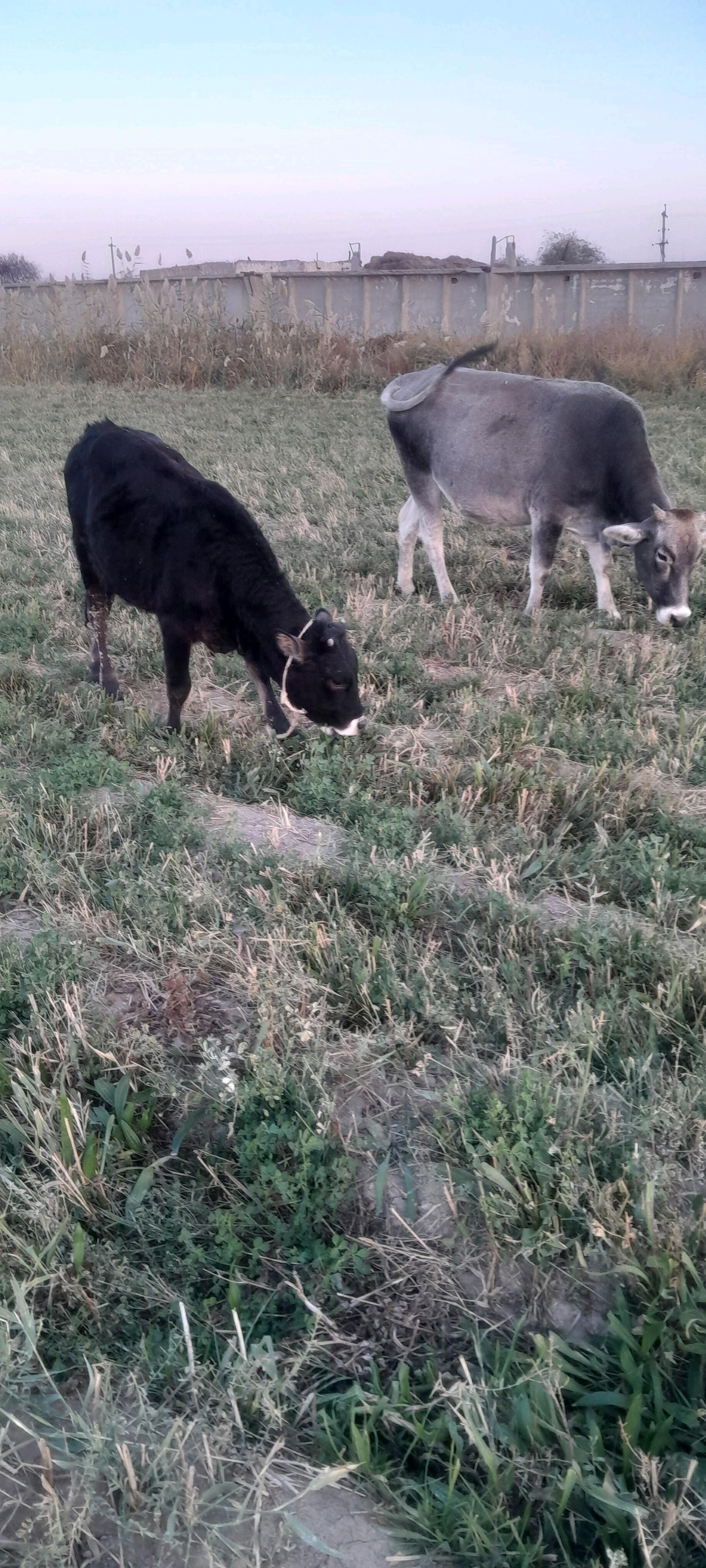 Tüwe - Ýaşlyk - img 6