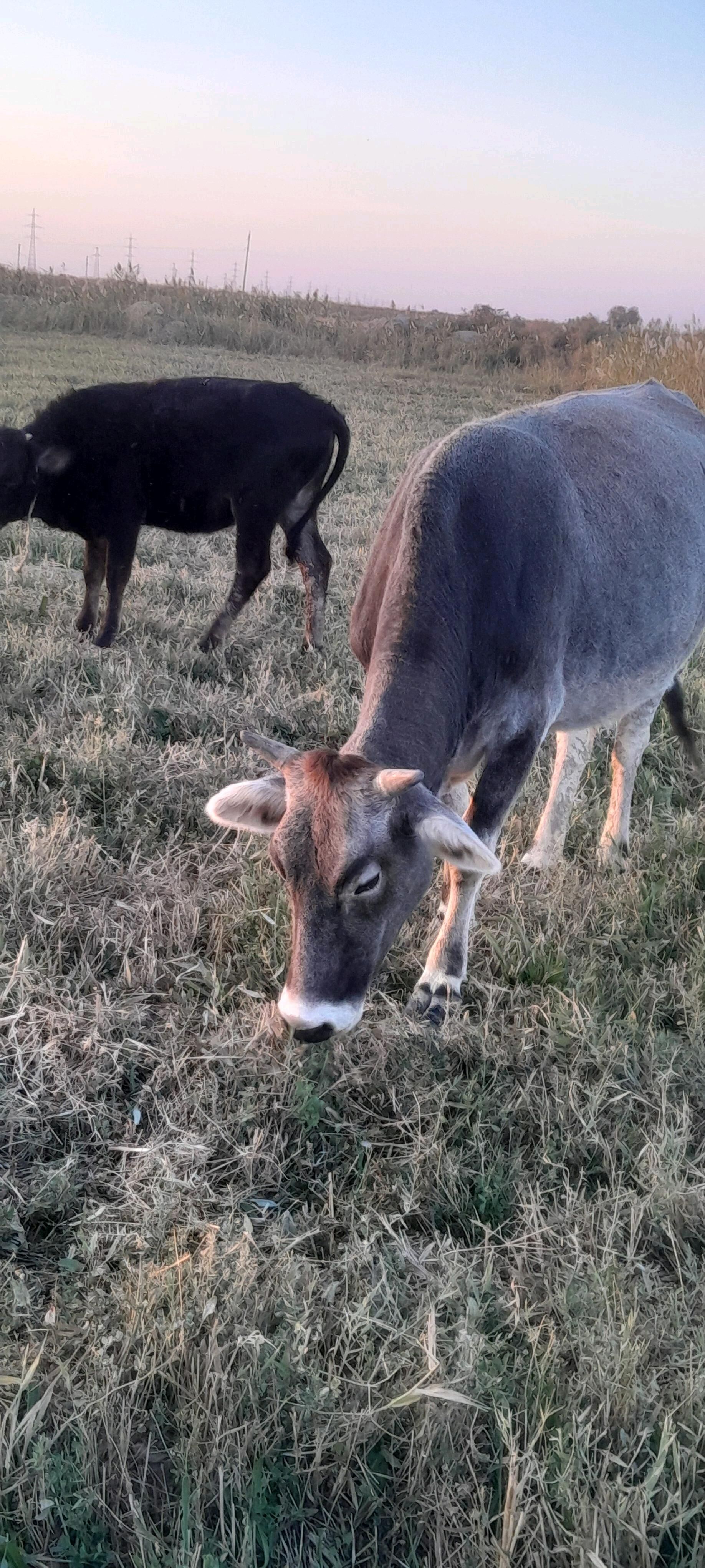 Tüwe - Ýaşlyk - img 8