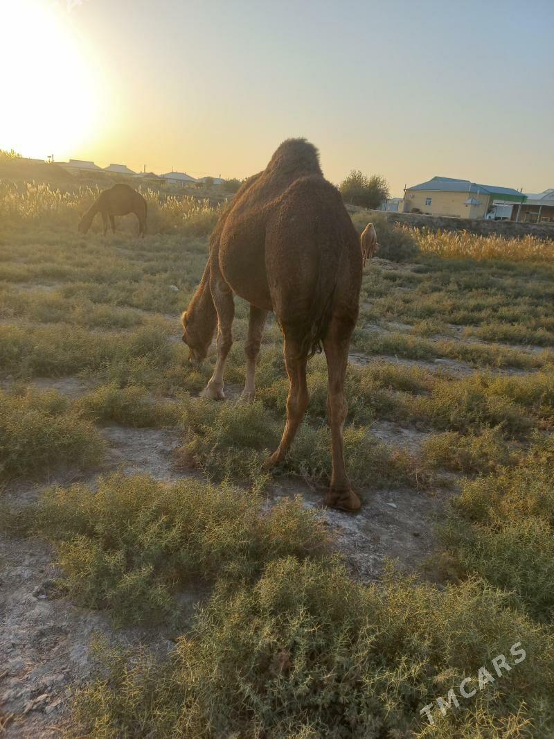 Ет мал - Байрамали - img 4