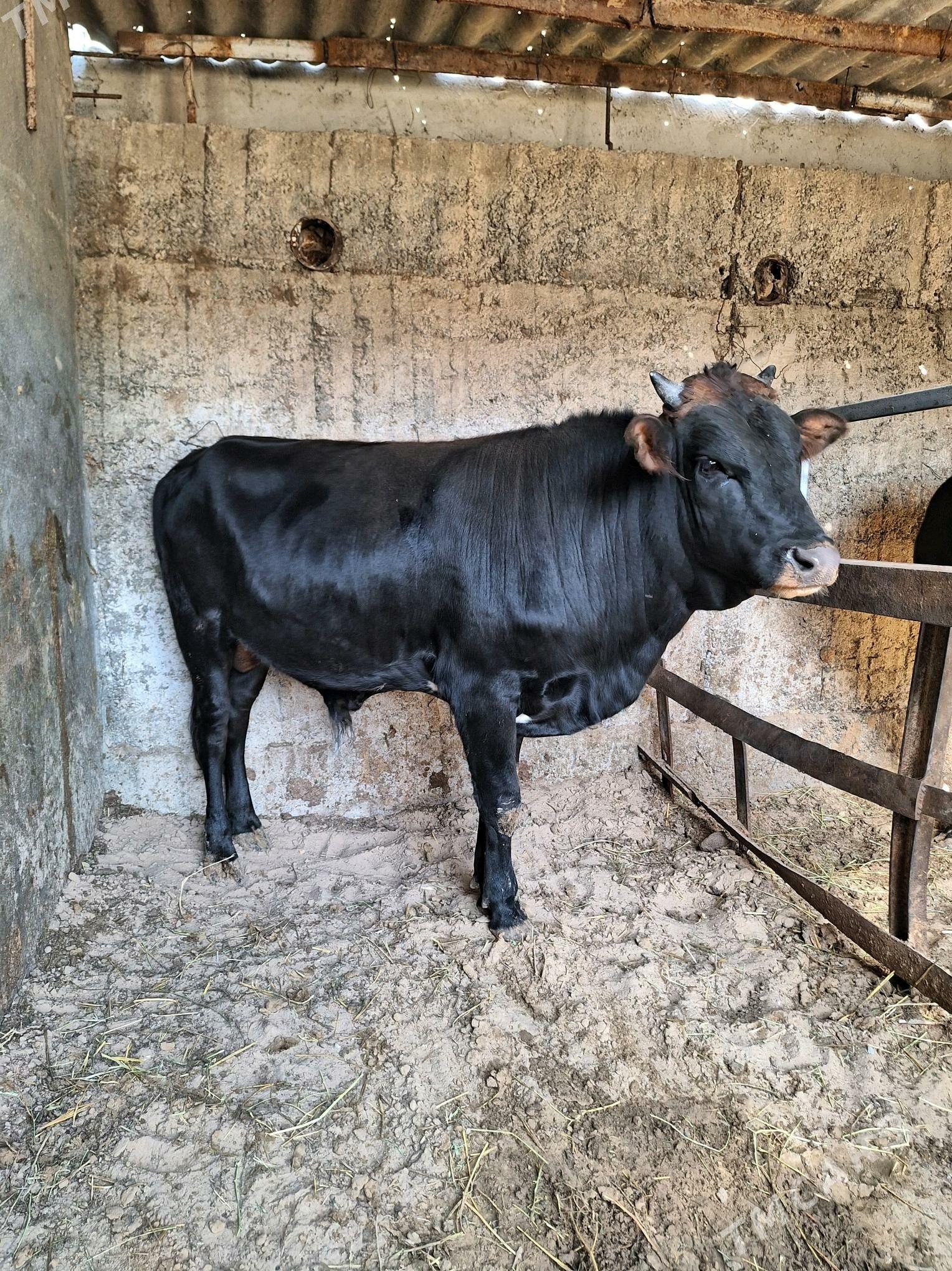 Okuz - Büzmeýin - img 5