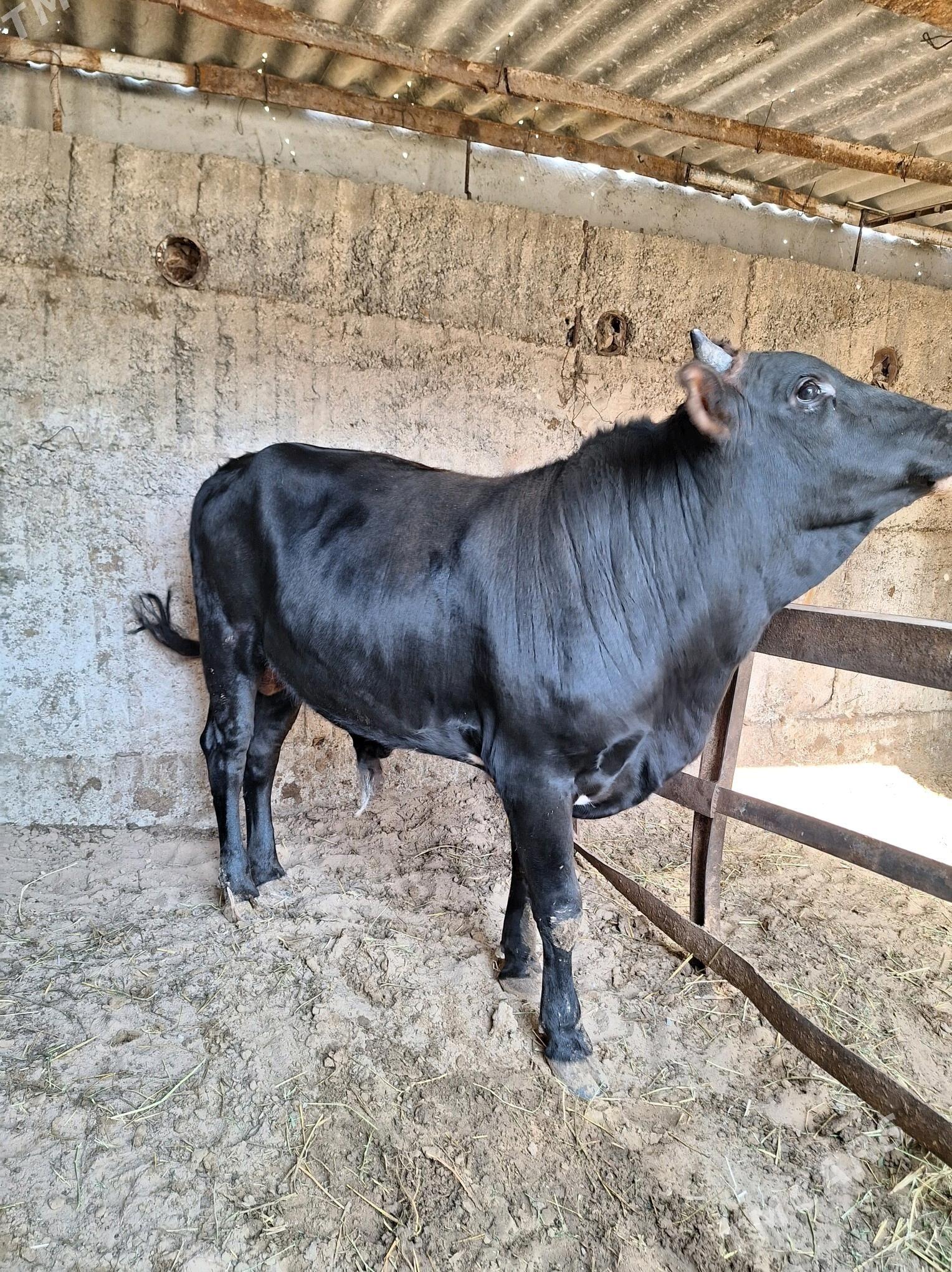 Okuz - Büzmeýin - img 6