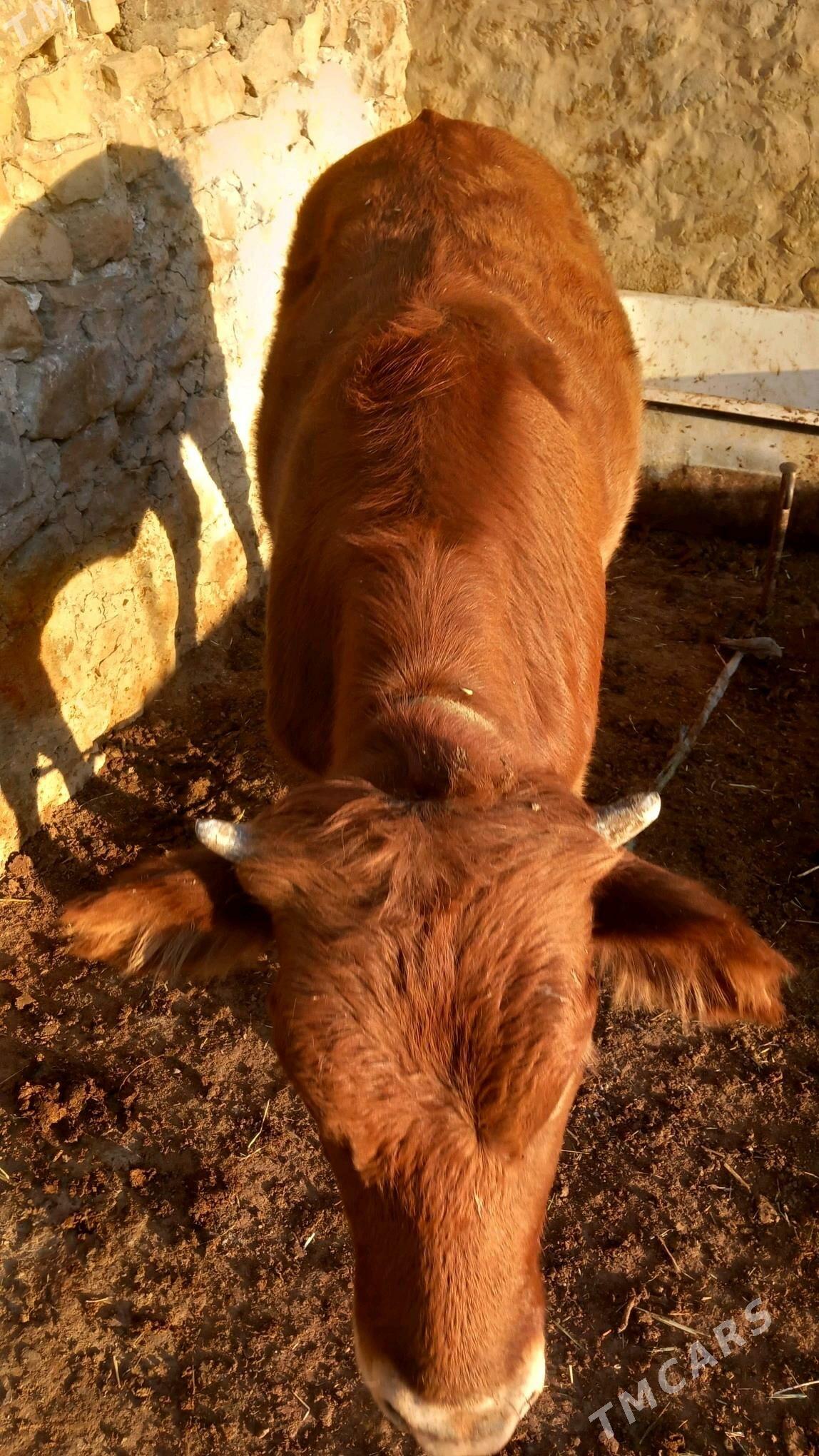 gacar - Берекет - img 1