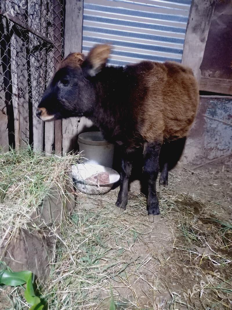 gole - Мары - img 2