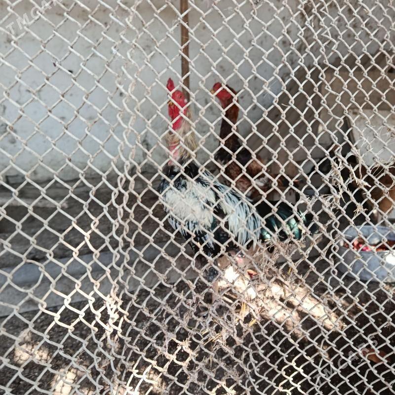 horaz - Койтендаг - img 2