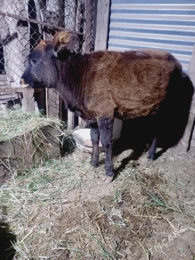 gole - Мары - img 5