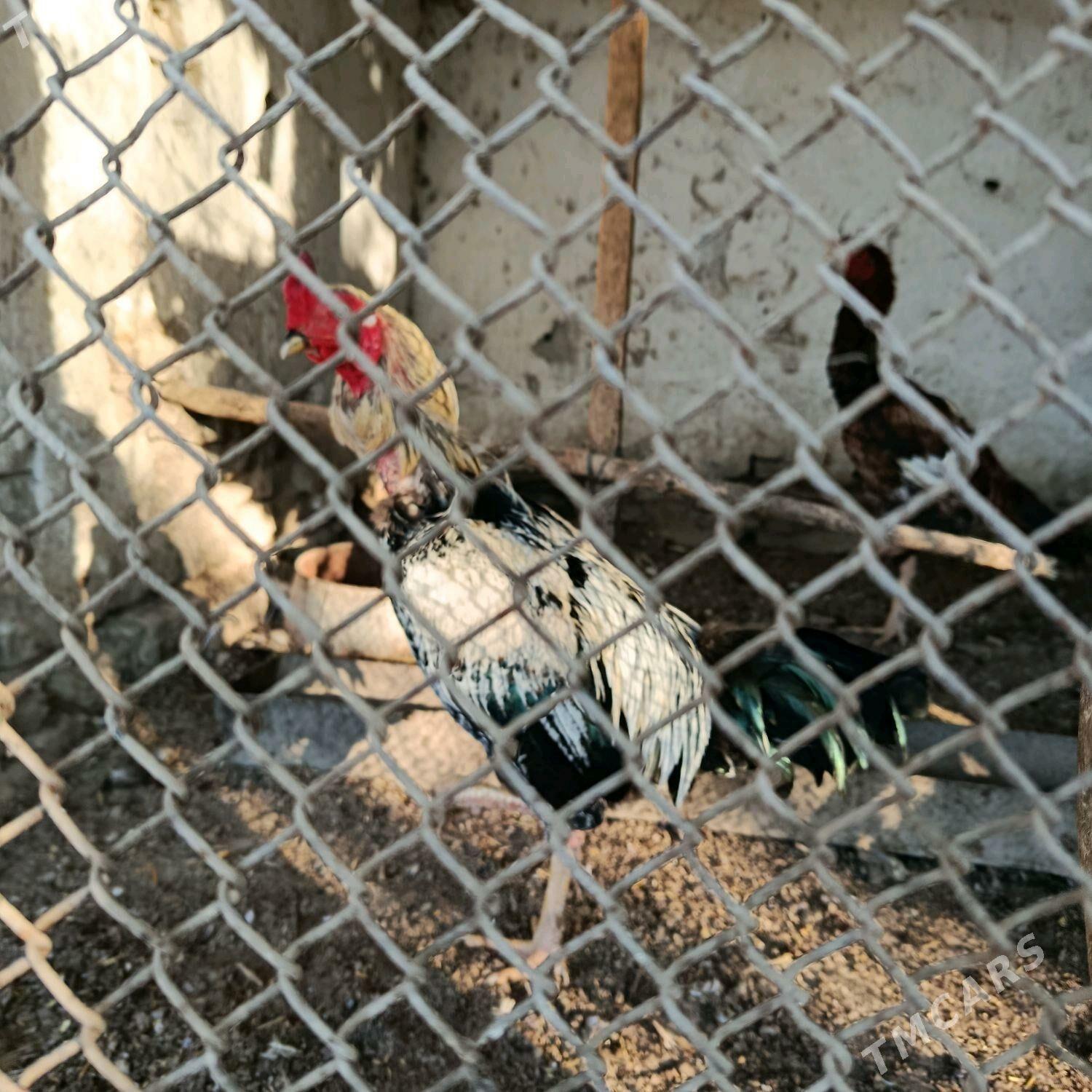 horaz - Köýtendag - img 1