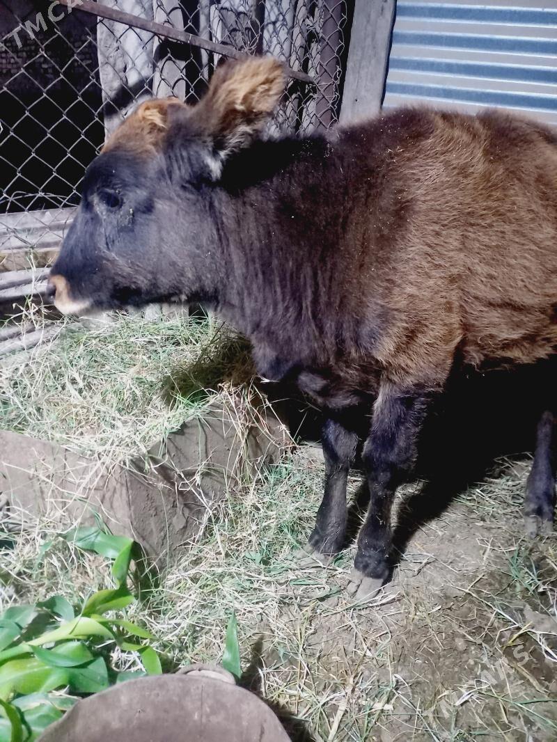 gole - Мары - img 3