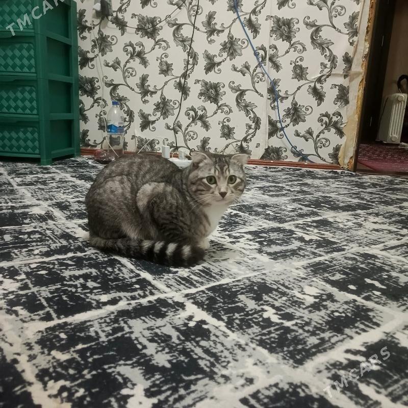 vislauhyý pisik oglan - Мир 2 - img 2