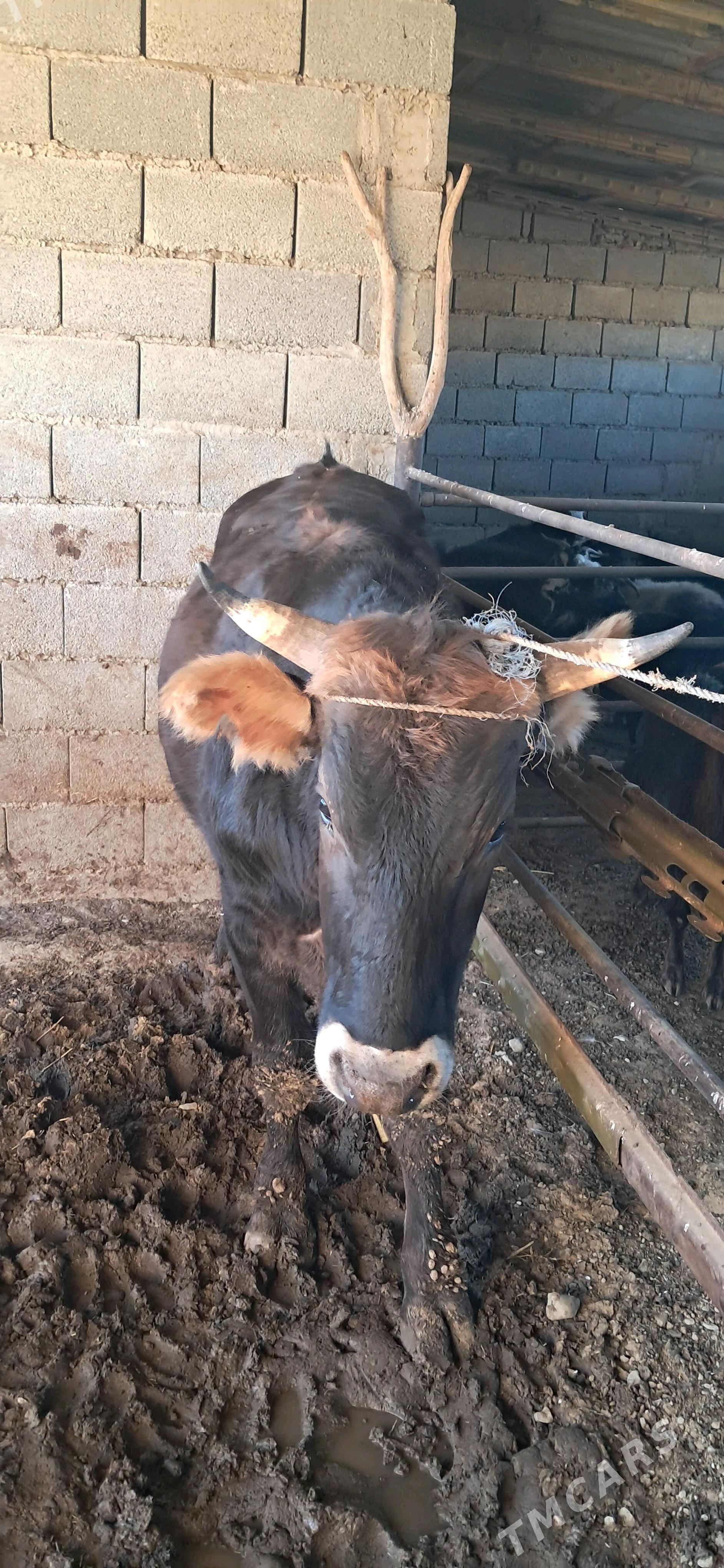 öküz - Гызыларбат - img 3