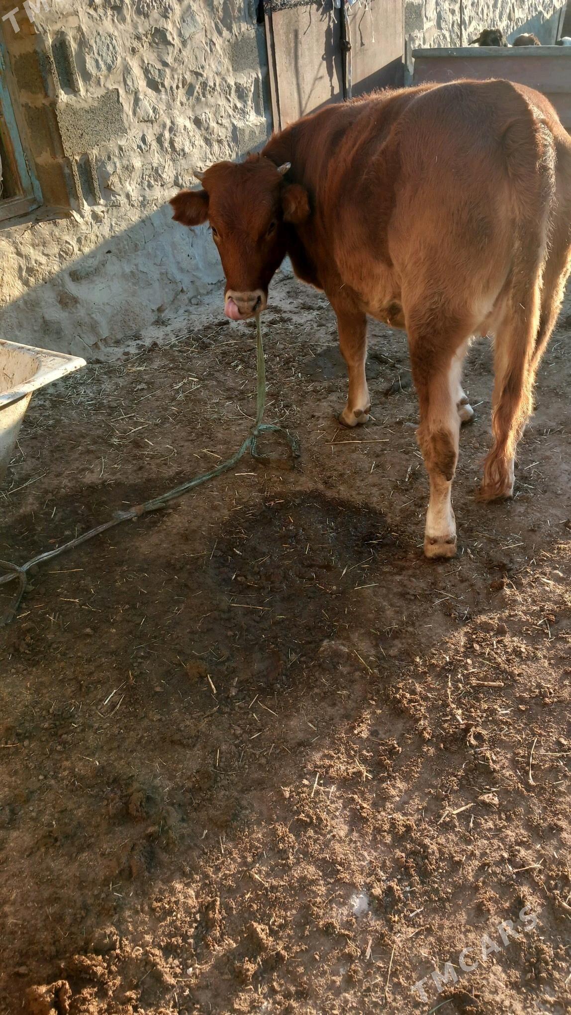 gacar - Берекет - img 3