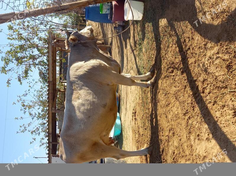 Sygyr - Änew - img 2