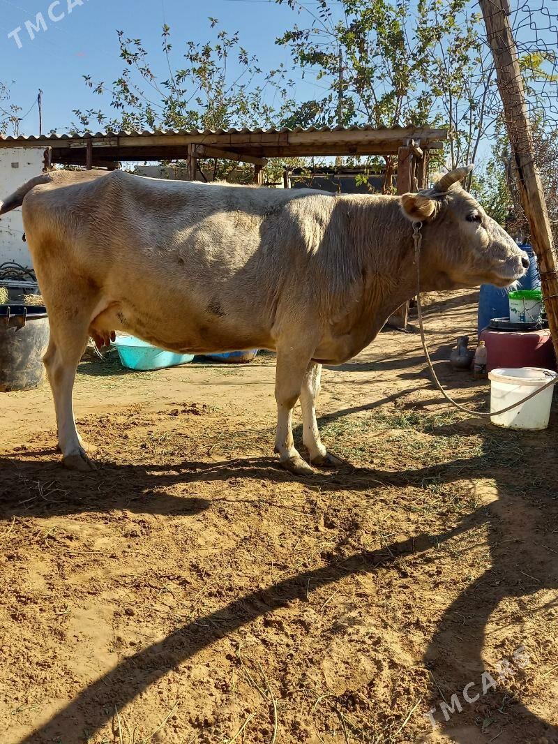 Sygyr - Änew - img 3