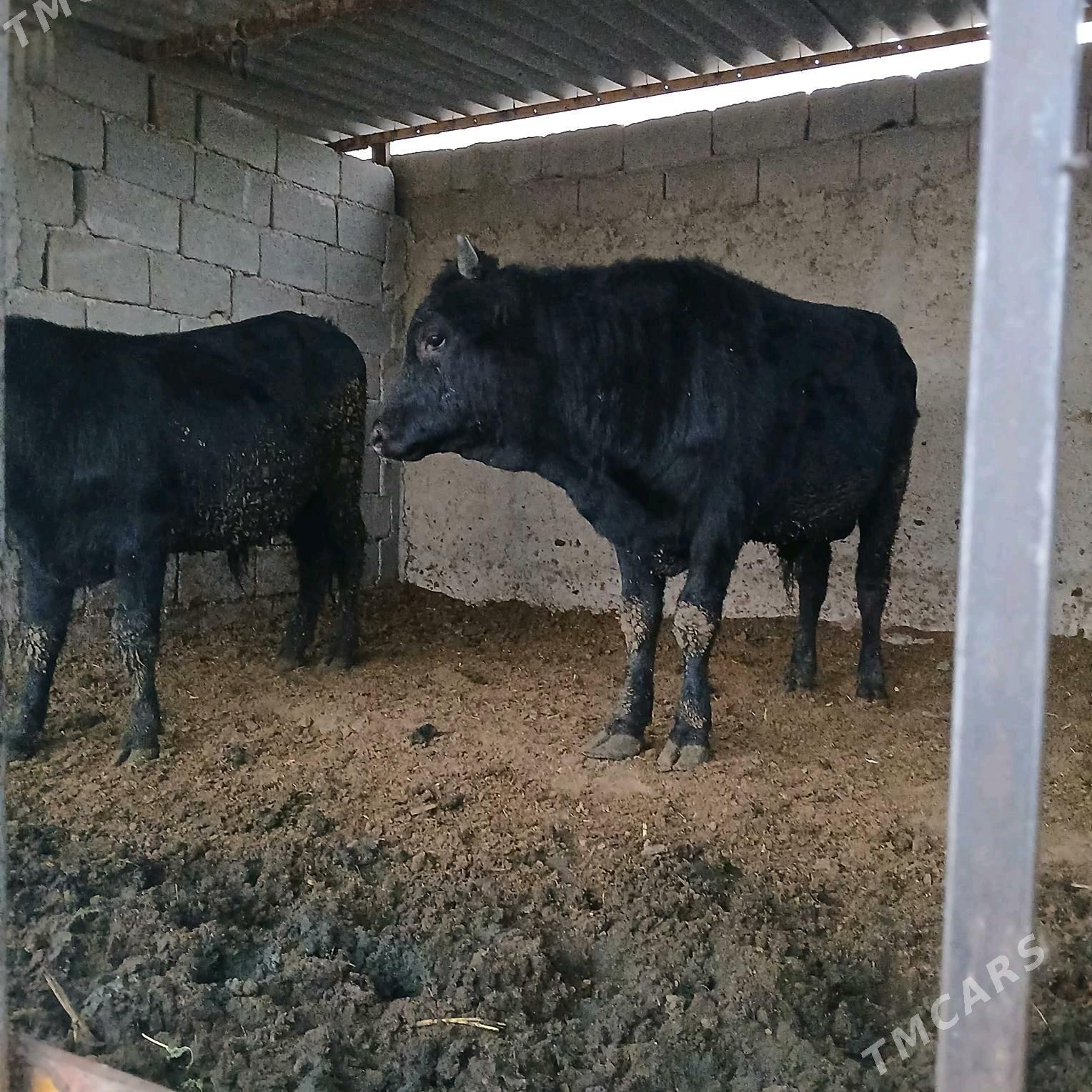 öküz 2sany - Änew - img 2