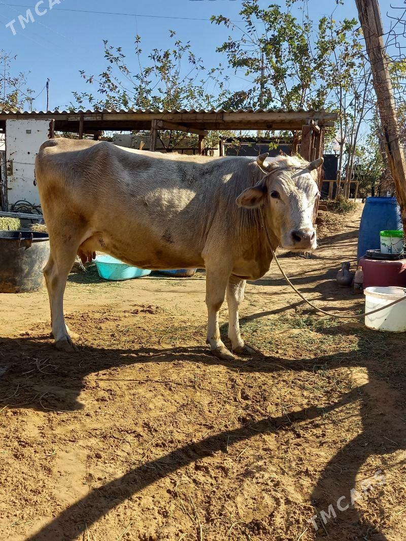 Sygyr - Änew - img 1