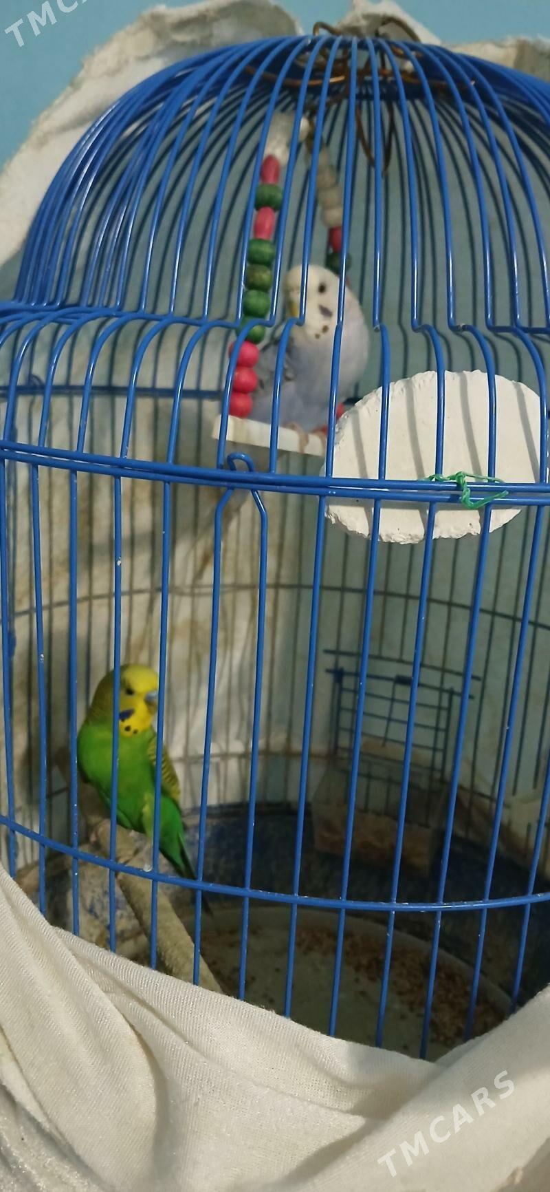 pabugay - Hitrowka - img 2