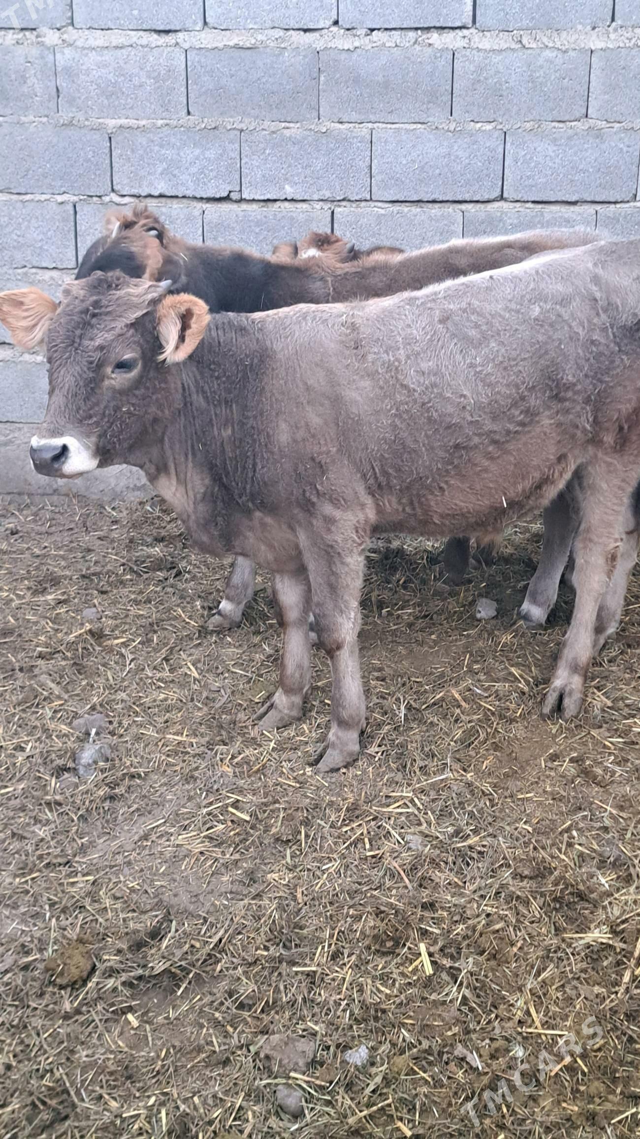 Iki okuz - Bäherden - img 2