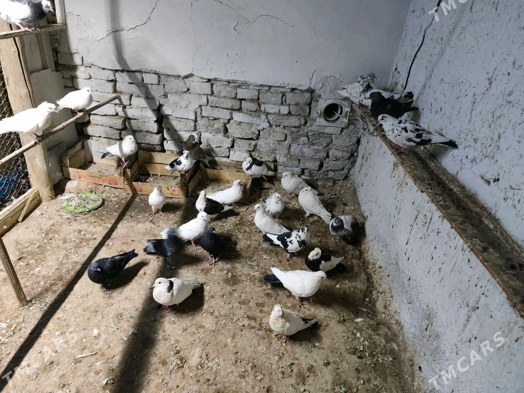 Kepder - Daşoguz - img 2