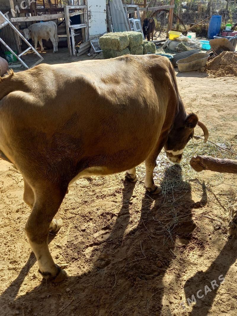 Sygyr - Änew - img 1